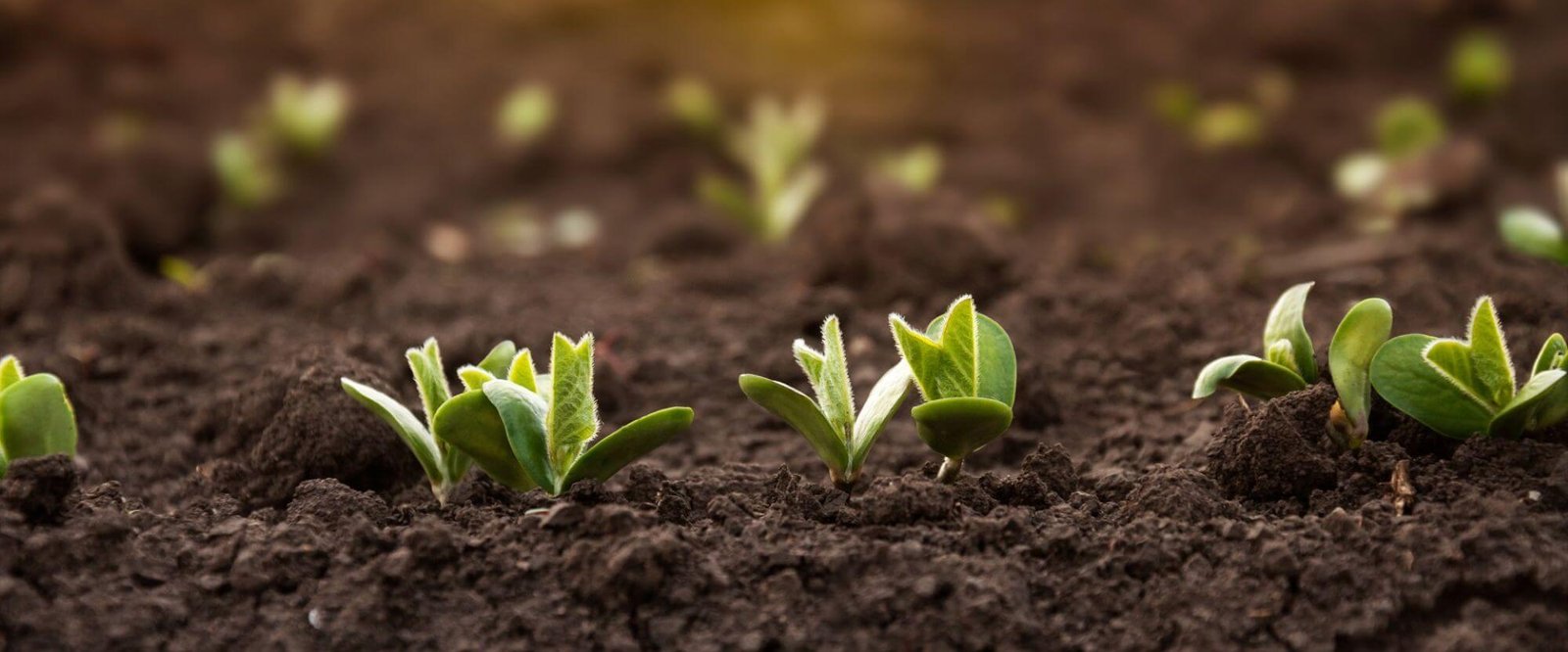 team-soil-conditioner-banner